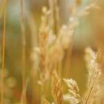 Primary Total Hip Replacement in a Case of Unilateral Hypo Plastic Proximal Femur – A Case Report