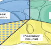 Column Involvement as a Predictor of Early Functional Outcome and Complications in Proximal Tibia Fractures: A Prospective Study