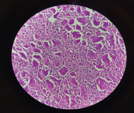 Figure 8: Histopathological slides.