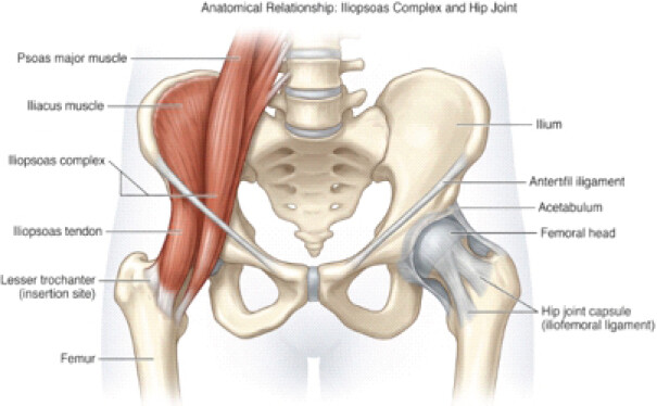 Figure 3: Anatomical relationship: Iliopsoas complex and hip joint.