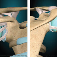 Figure 1: (a and b) Anterior and posterior view of coracoclavicular ligaments (3D Models are powered by www.anatomylearning.com [1])