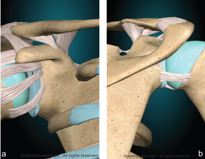 Figure 1: (a and b) Anterior and posterior view of coracoclavicular ligaments (3D Models are powered by www.anatomylearning.com [1])