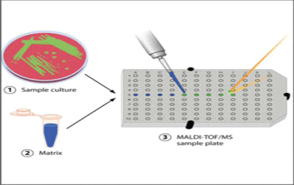 Figure 9: Demonstrating apparatus and technique for matrix-assisted laser desorption ionization–time-of-flight mass spectrometry.