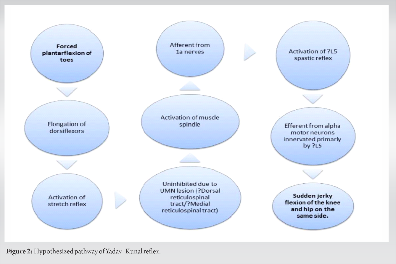 Discovery of a Novel Yadav–Kunal Reflex in Context of Upper Motor ...